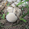 Spiny Puffball