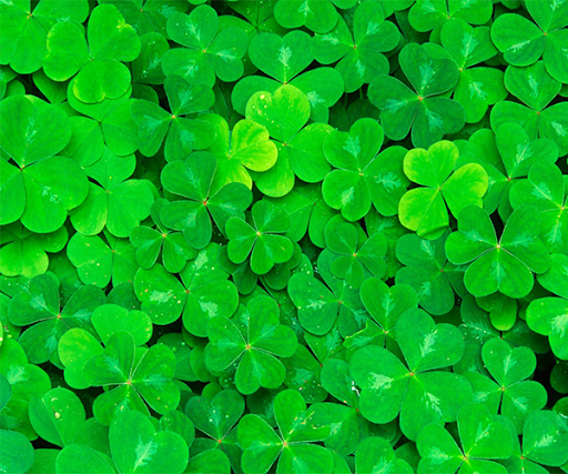 Lucky Clover Live Wallpaper