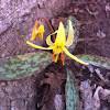 Trout Lily, Dogtooth Violet