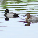 Lesser Scaup (male) and Canvasback Duck (female)