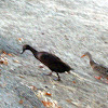 Cayuga Duck Juvenile