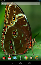 Interactive Butterfly APK Download for Android