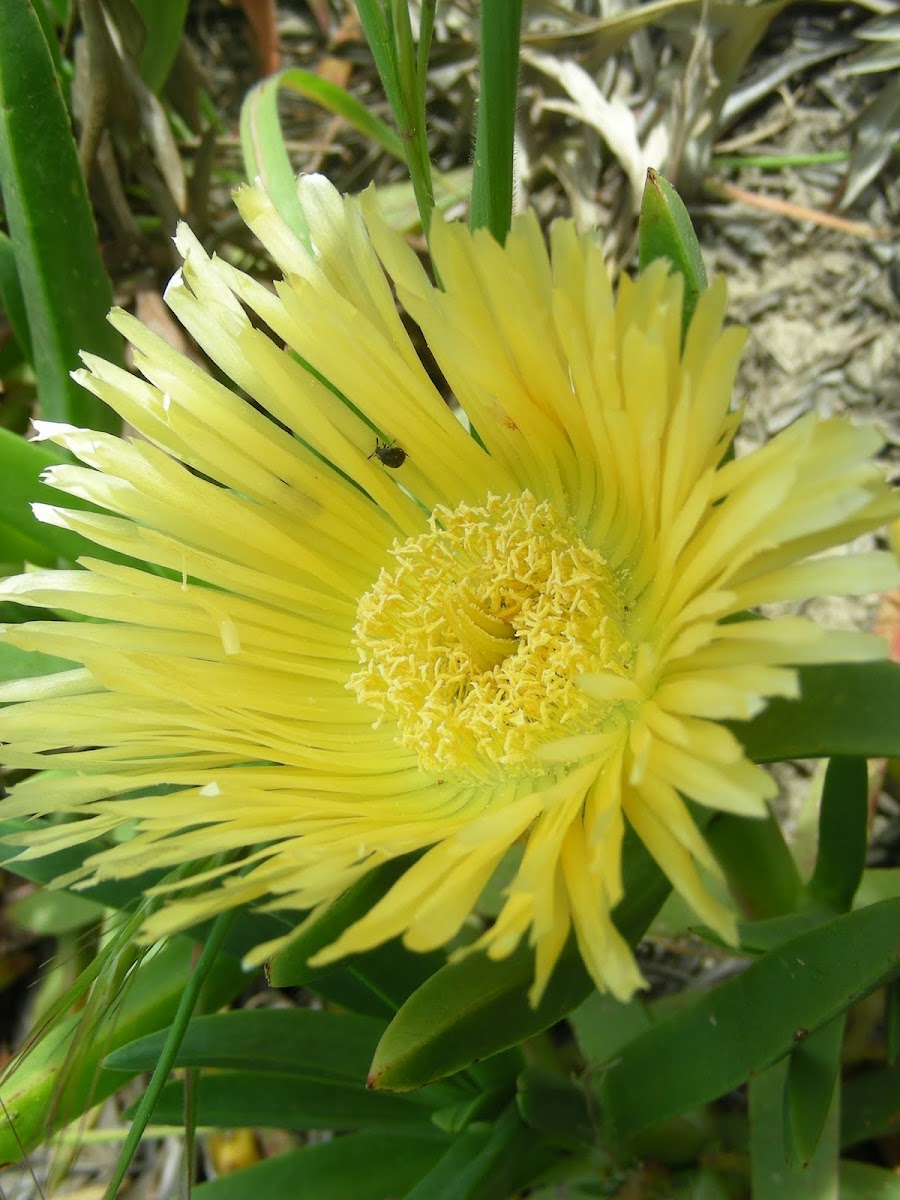 Iceplant (yellow)