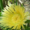 Iceplant (yellow)