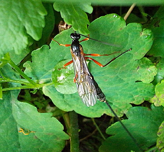 Hymenoptera: Ichneumonidae.Эфиальт-император