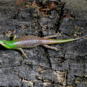Green and brown Skink