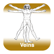 Anatomy - Veins