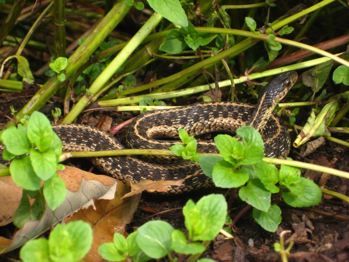 Garter Snake