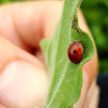 Alfalfa Ladybird