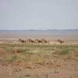 Wild Fauna and Flora of the Gobi Desert, Mongolia