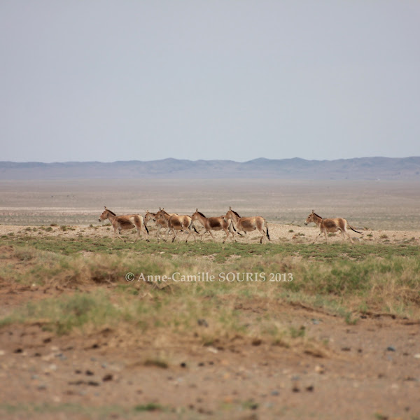 Wild Fauna and Flora of the Gobi Desert, Mongolia | Project Noah