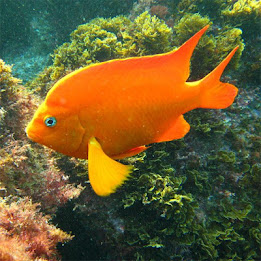 Fish Jigsaw Puzzles poster 5