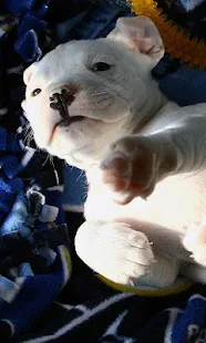 牛头犬壁纸(圖3)-速報App