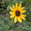 Beach Sunflower