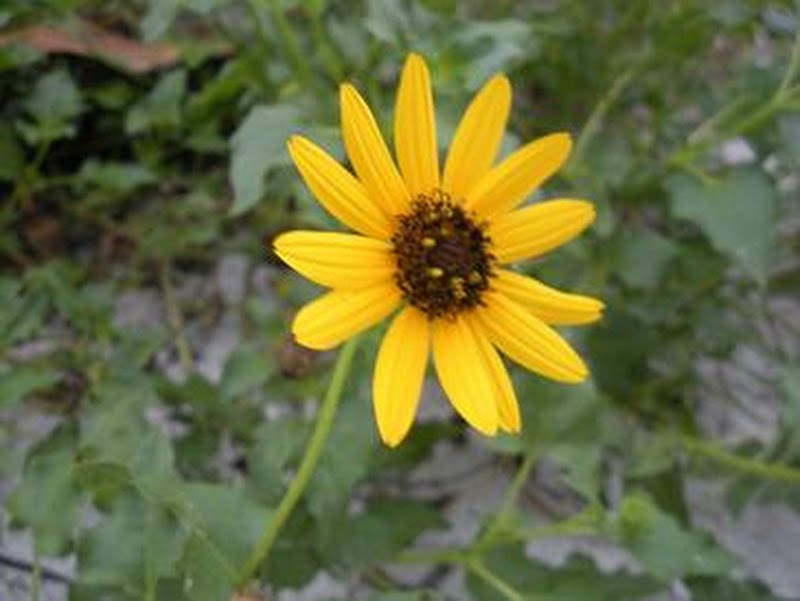 Beach Sunflower