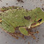 American Green Tree Frog