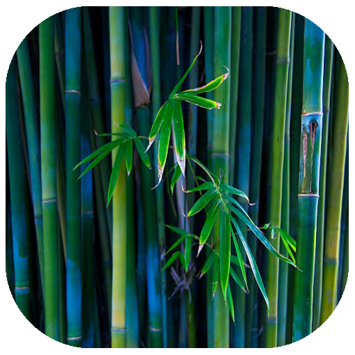 Bamboo Forest Theme 個人化 App LOGO-APP開箱王