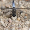 Black-tailed Skimmer