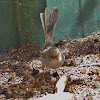 Superb Fairy-wrens (female)