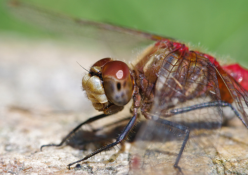 Red meadowhawk