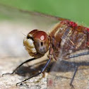 Red meadowhawk