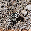 Marbled White Butterfly