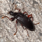 Comb clawed beetle