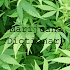 Marijuana Dictionary1.0