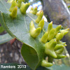 Trioza sp plague inside avocado tree leaf.