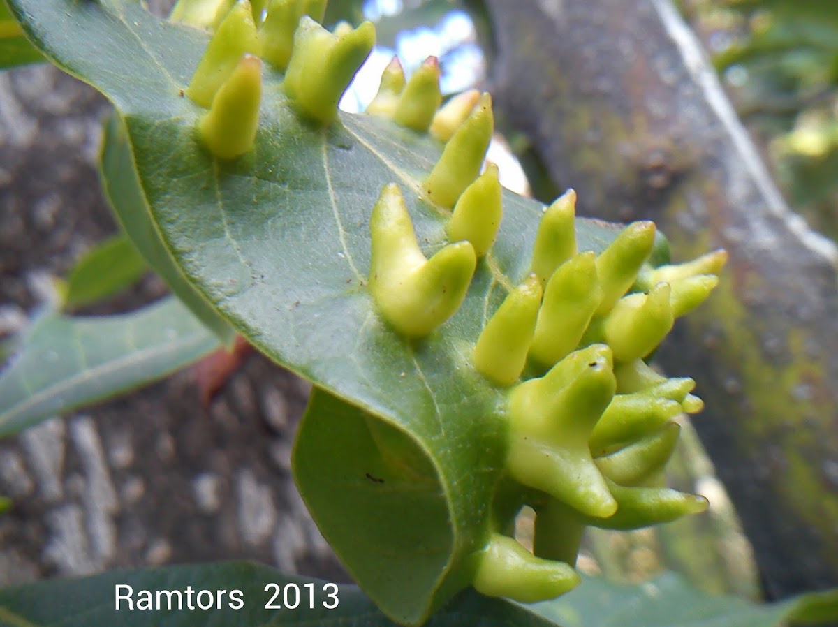 Trioza sp plague inside avocado tree leaf.