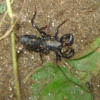 Whip Scorpion