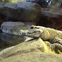 West African dwarf crocodile