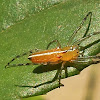 Orb weaver young