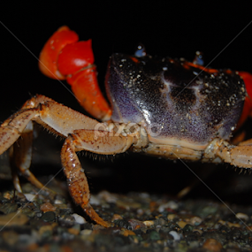 by Arfa Mantoeng - Uncategorized All Uncategorized