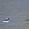 Bufflehead