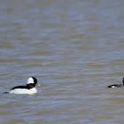 Bufflehead