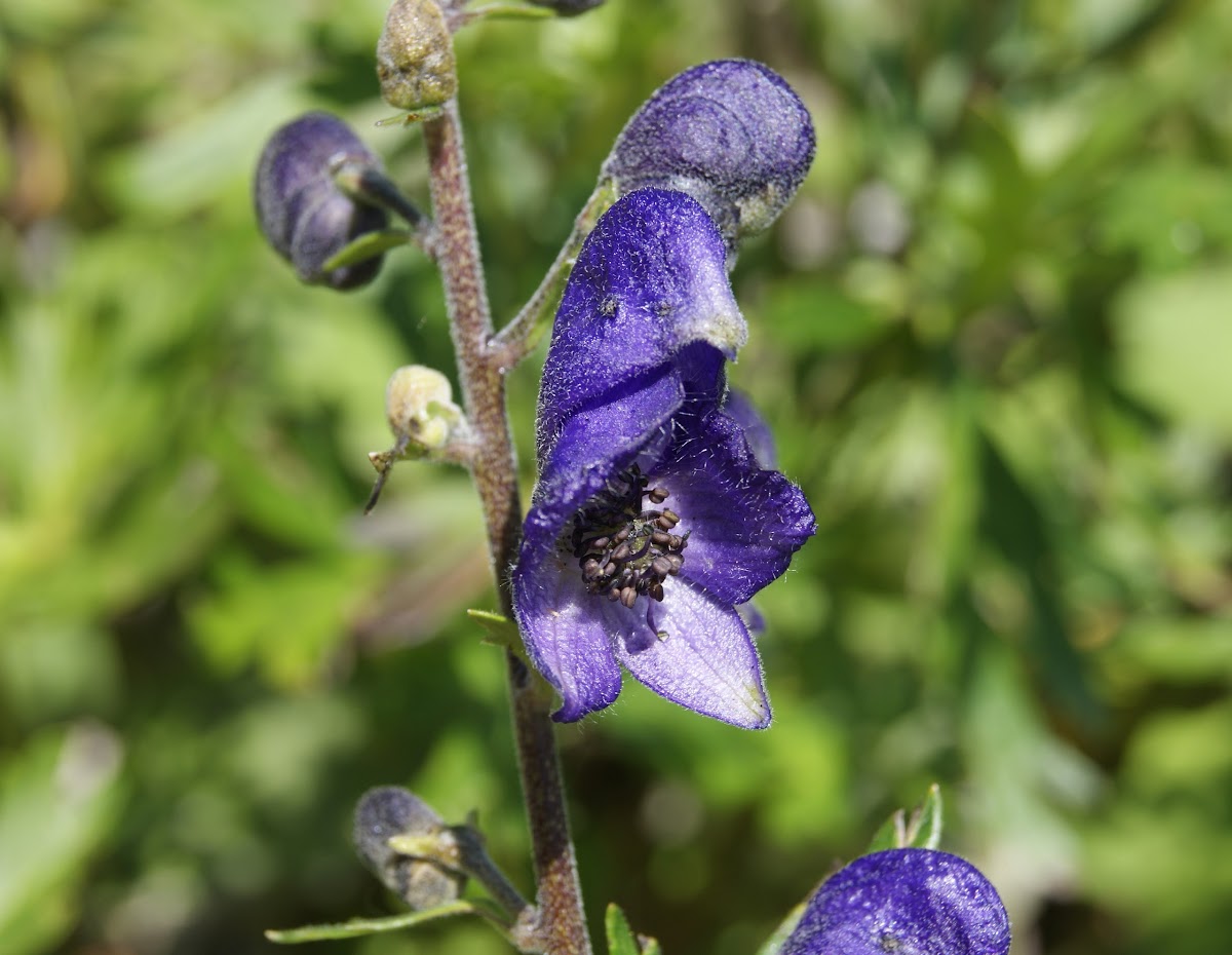 Monkshood