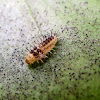 Larvae (Fungus Eating Ladybird)
