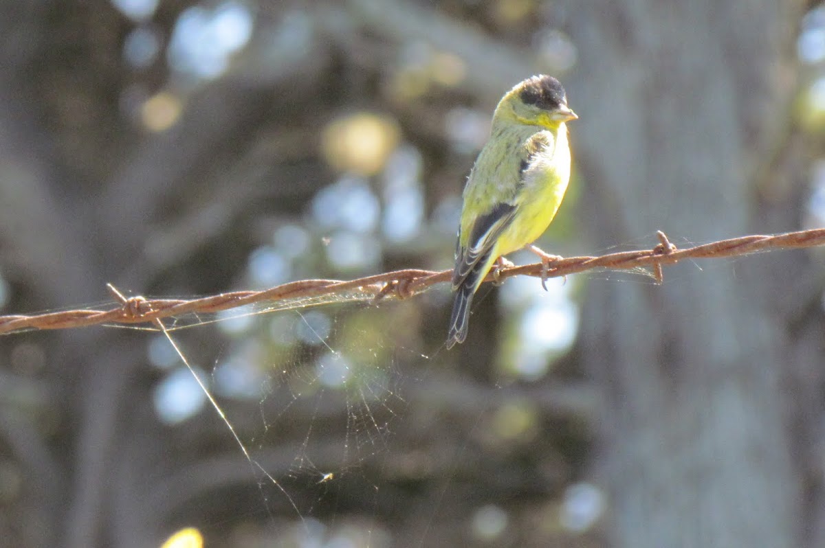 American Goldfinch