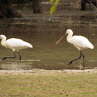 Eurasian spoonbill