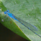 Blue Sprite