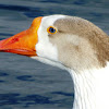 Domestic Greylagxdomestic Swan