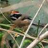 Black-throated Bushtit