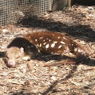 Spotted-tail Quoll