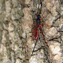 Ichneumon Wasp - female