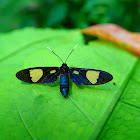 Day-flying Arctiinid Moth