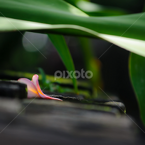 Kamboja Flower by Adityo Cahyo - Flowers Single Flower