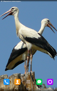 Free Download Stork Live Wallpaper APK for PC