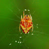 Arrowhead spider, female