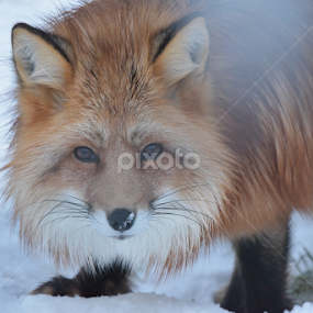 by Kristin Smestad - Animals Other